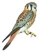 Kestrel