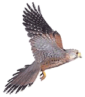 kestrel